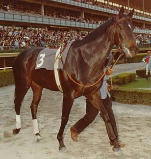 Ruffian The Queen Of Fillies - The Reminder Of The Tick Line Between Tragedy And Triumph
